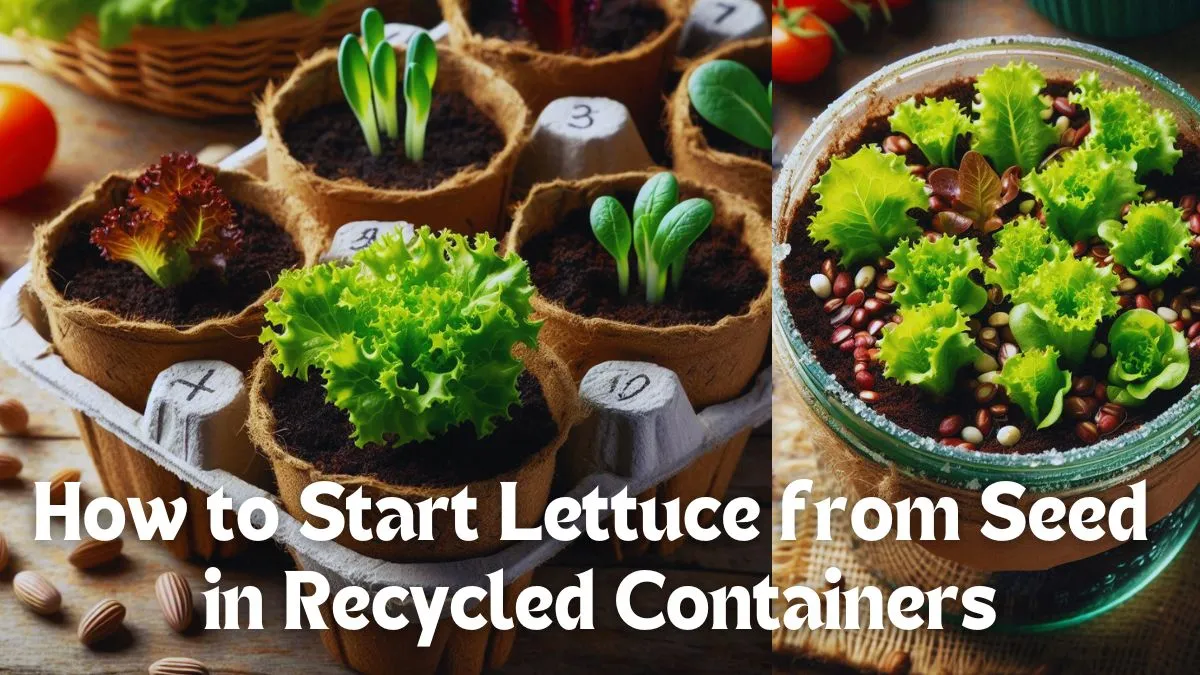 Lettuce from Seed in Recycled Containers